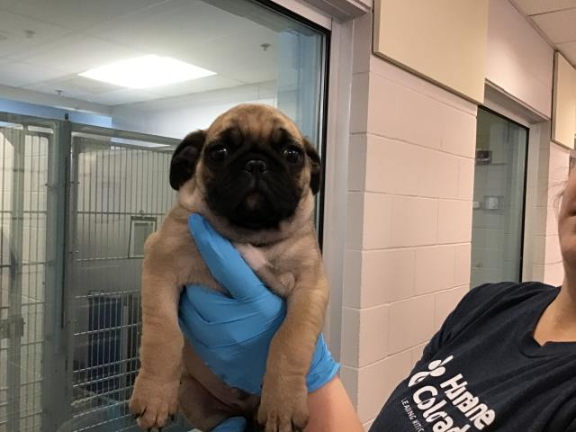 Jabba The Pug - Male - Pug