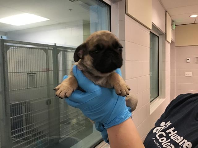  - Female - Pug