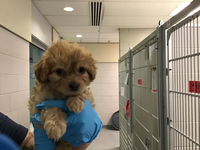  - Male - Miniature Poodle-Mix