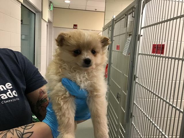  - Female - Pomeranian-Mix