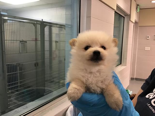 Noreen - Female - Pomeranian-Mix