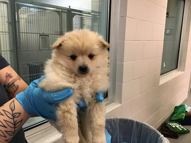 Rigatoni Tony - Male - Pomeranian-Mix