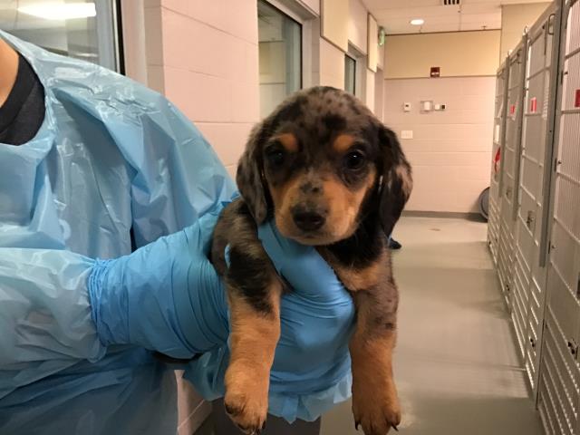 Chipolata - Female - Miniature Dachshund