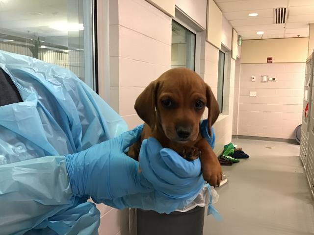  - Male - Miniature Dachshund