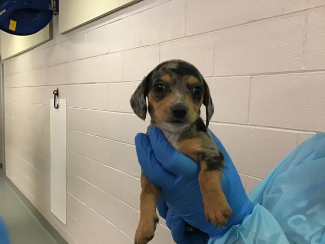 Vienna - Female - Miniature Dachshund