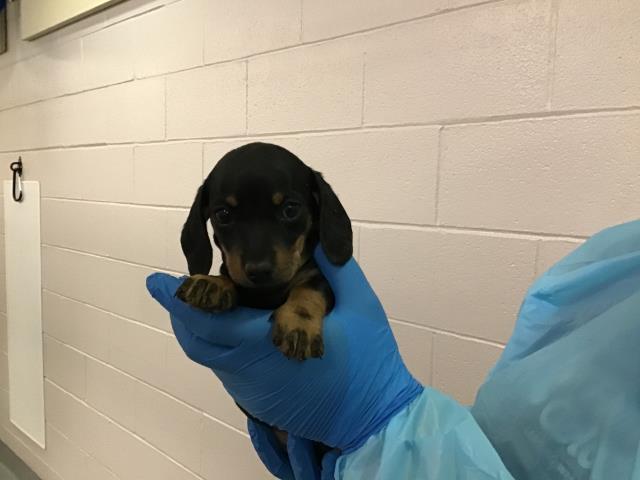 Lobster Roll - Male - Miniature Dachshund