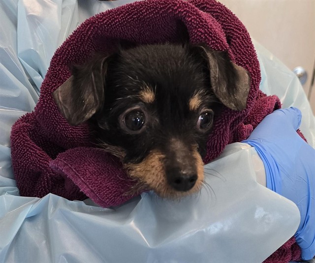 Bink - Female - Yorkshire Terrier