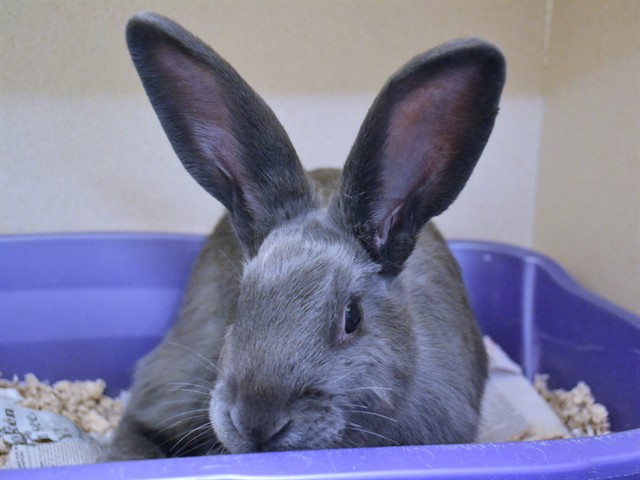 Smokey - Female - Short Hair