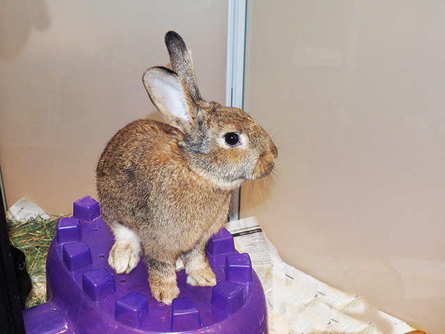 Buttercup - Female - Short Hair