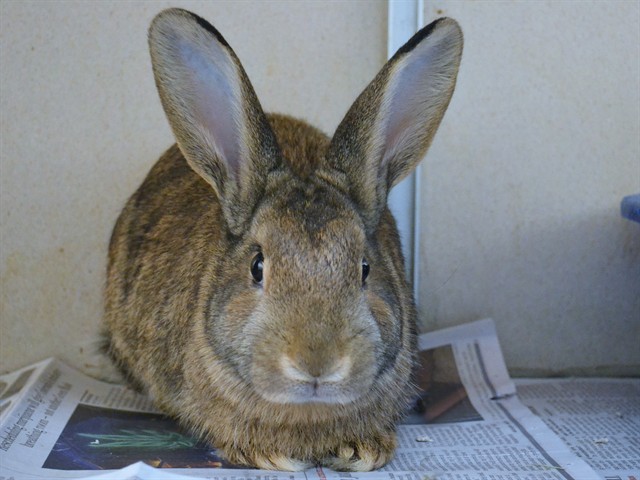 Hazel - Female - Short Hair