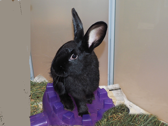 Beans - Female - Short Hair