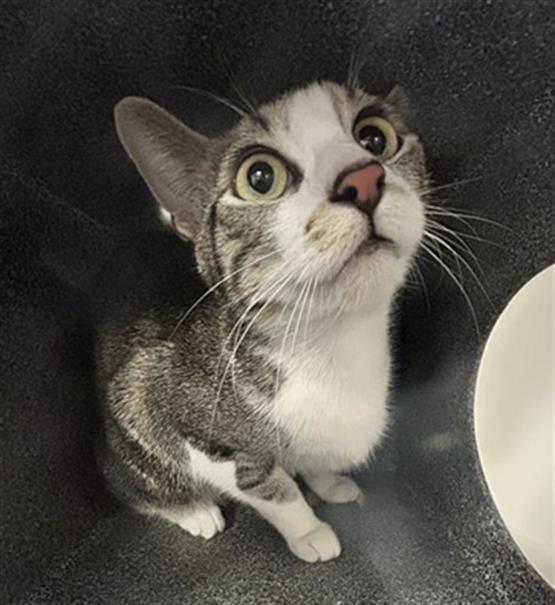  - Unknown - Domestic SH