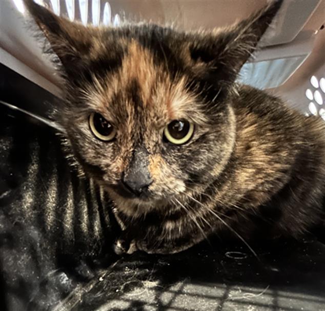 Poppy - Female - Domestic SH