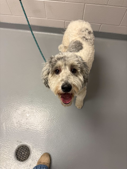 Raffi - Male - Old English Sheepdog-Standard Poodle