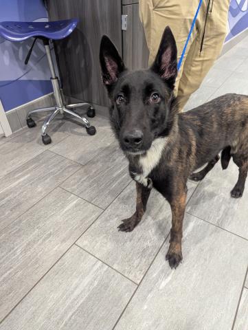  - Male - Belgian Malinois