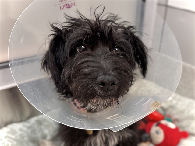 Sky - Female - Standard Poodle-Australian Cattle Dog