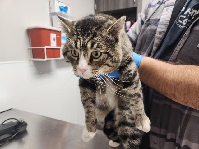 Mcsquizzy - Male - Domestic SH