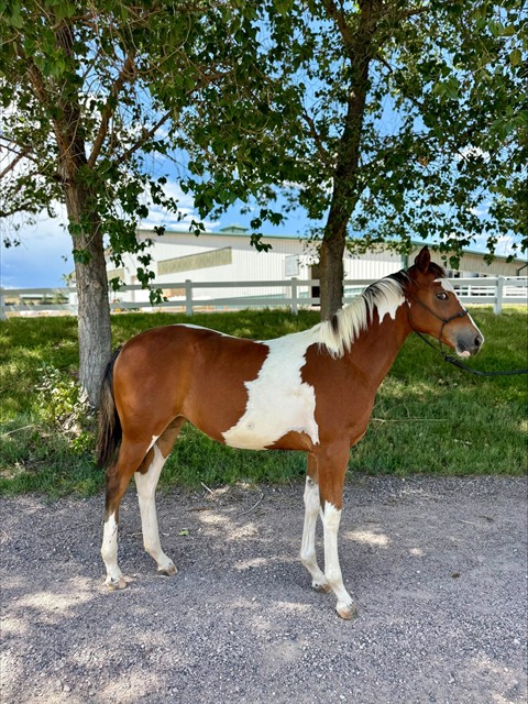 Collette - Female - Pinto-Grade