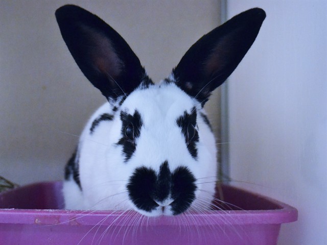 Lily - Female - Rhinelander