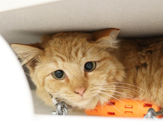 Crayola - Female - Domestic LH