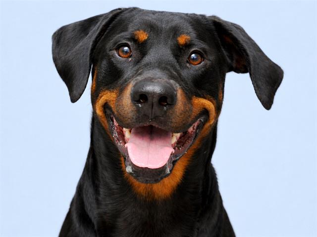 Gojo - Male - Rottweiler-Doberman Pinscher