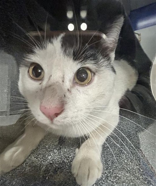 Sandoz - Male - Domestic SH