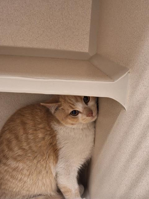  - Unknown - Domestic SH