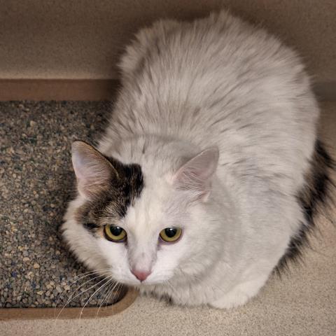  - Female - Domestic MH