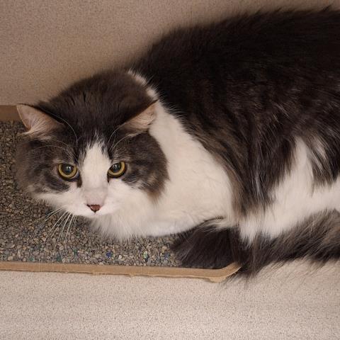  - Male - Domestic MH