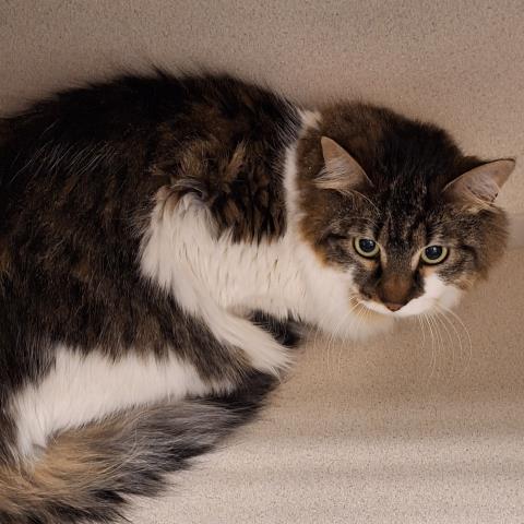  - Unknown - Domestic MH