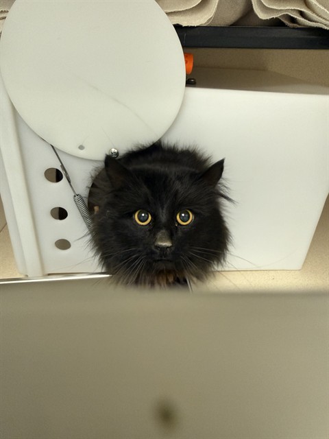  - Unknown - Domestic LH