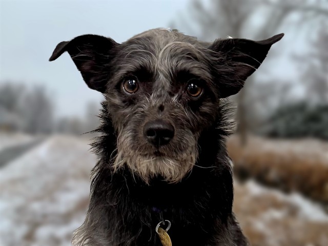 Rain Forest - Male - Terrier