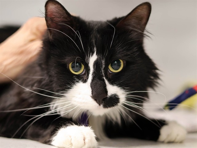 Star - Male - Domestic LH