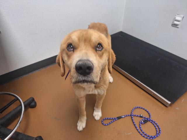 Copper - Male - Nonspecific