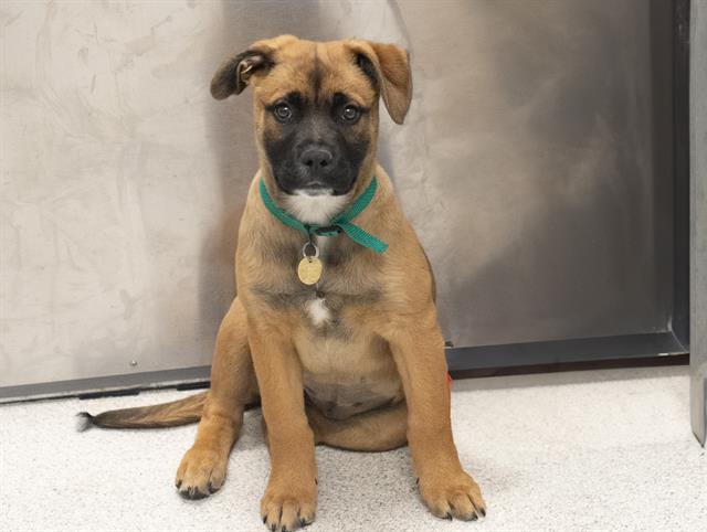 Dixie Kong - Female - Old English Bulldog-Rottweiler