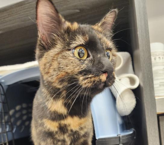 Janie - Female - Domestic SH