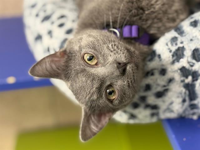 Kevin - Male - Domestic SH