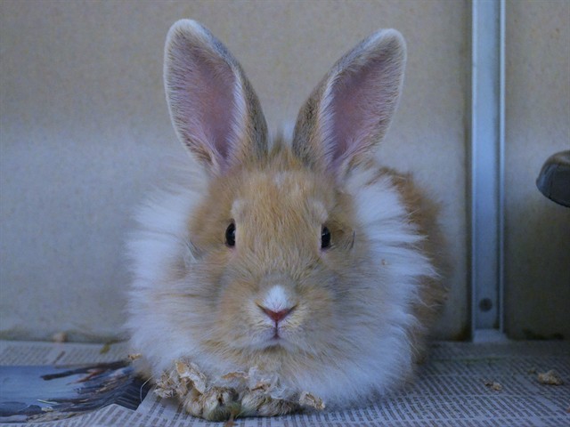 Carrot Cake - Female - Lionhead
