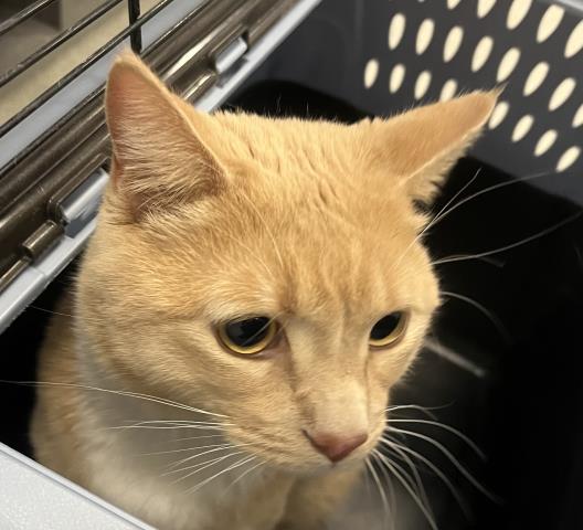  - Male - Domestic SH