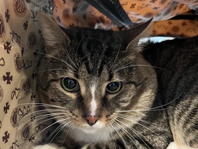 Mozzie - Male - Domestic SH