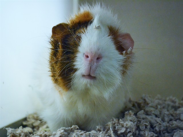 Bambi - Male - Guinea Pig