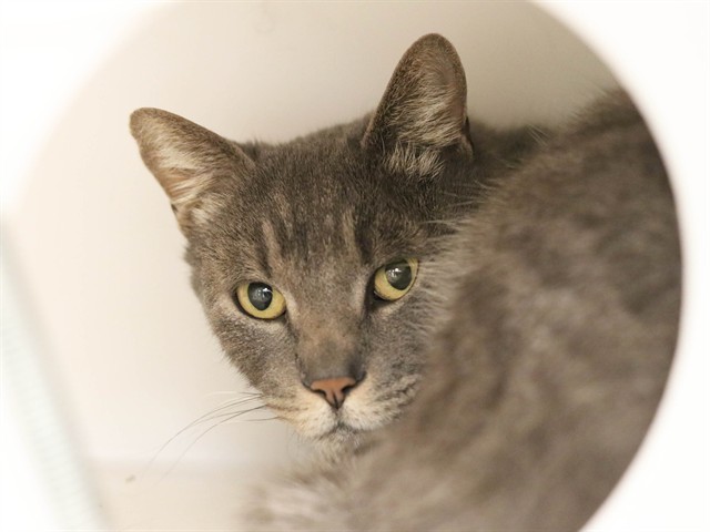 Jack - Male - Domestic SH