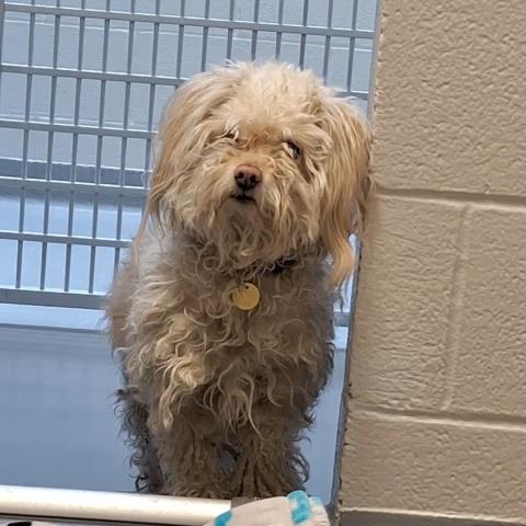  - Male - Miniature Poodle-Mix