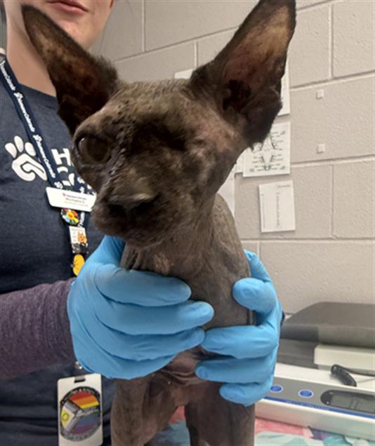 Ali - Female - Sphynx