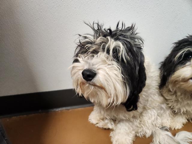 Minion Kevin - Male - Shih Tzu