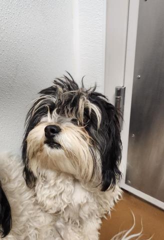 Minion Dave - Male - Shih Tzu