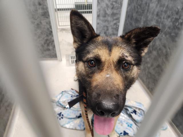  - Male - German Shepherd
