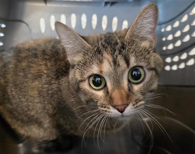 Pelusa - Female - Domestic SH