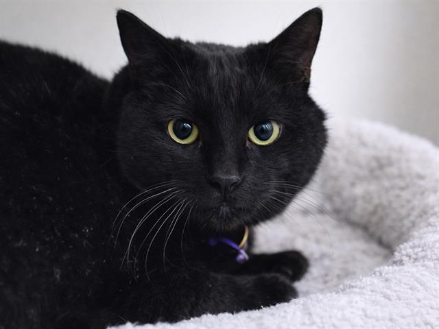 Milo - Male - Domestic SH