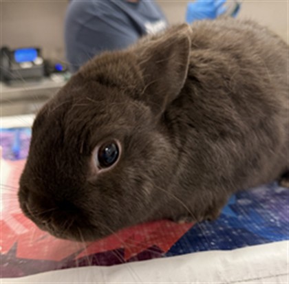 Mocha - Male - Dwarf